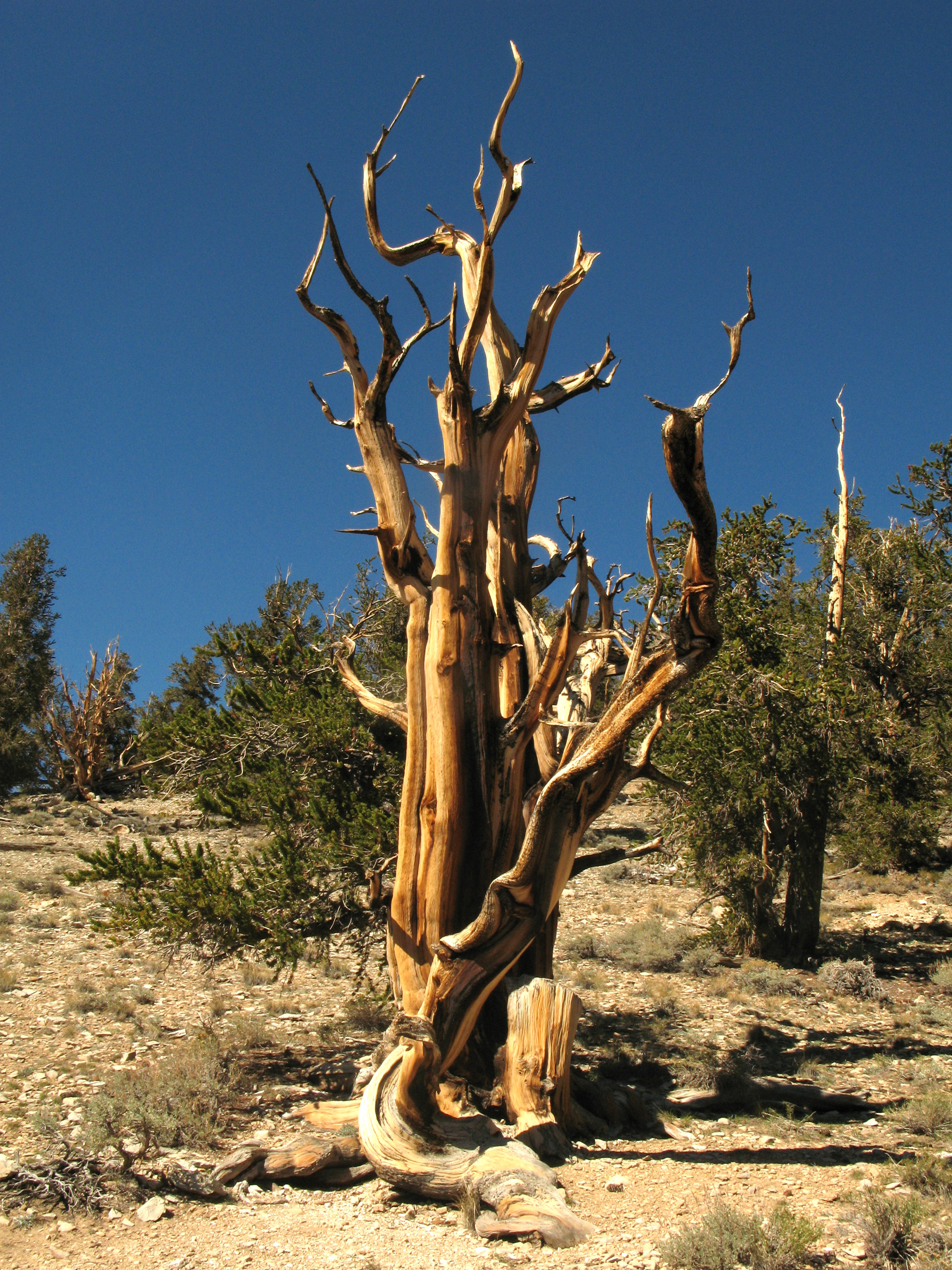 radiocarbon dating living tree